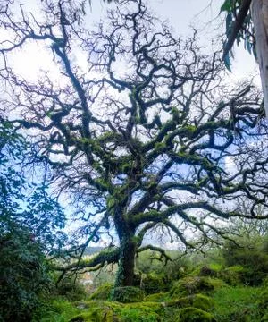 Old leafless oak tree in a forest with the blue sky in the background Stock Photos