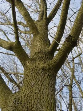 Old leafless oak tree Stock Photos