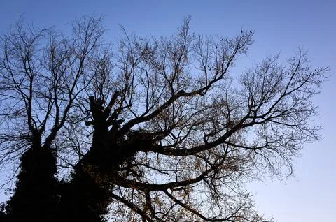 Old leafless tree in late fall 库存照片