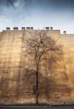 Old leafless tree on old yellow wall background Stock Photos