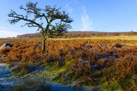 An old leafless tree in Padley Gorge on a frosty morning. Stock Photos