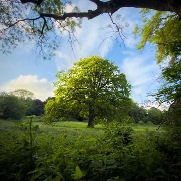 Old leafy timber framed by branches 4K Foto stock