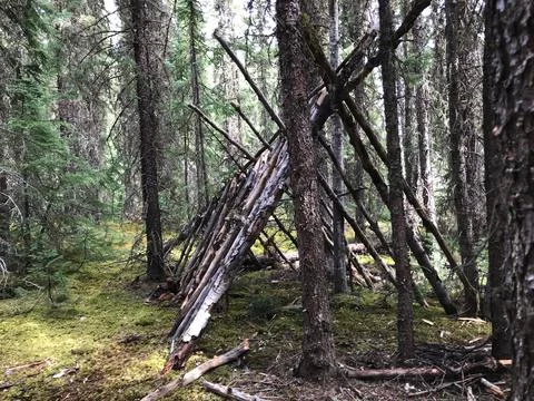 An Old Lean To in the Woods Stock Photos