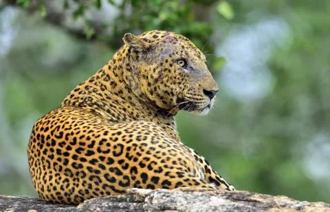 Old Leopard male with scars on the face lies on the rock. The Sri Lankan leop Stock Photos