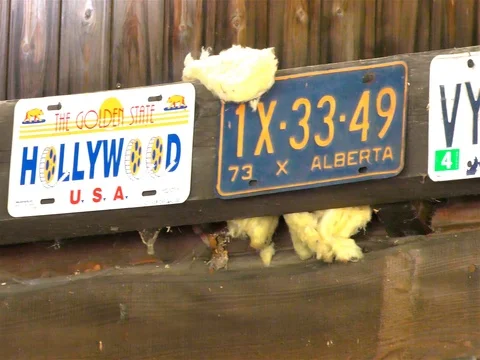 Old license plates Stock Footage 73197296
