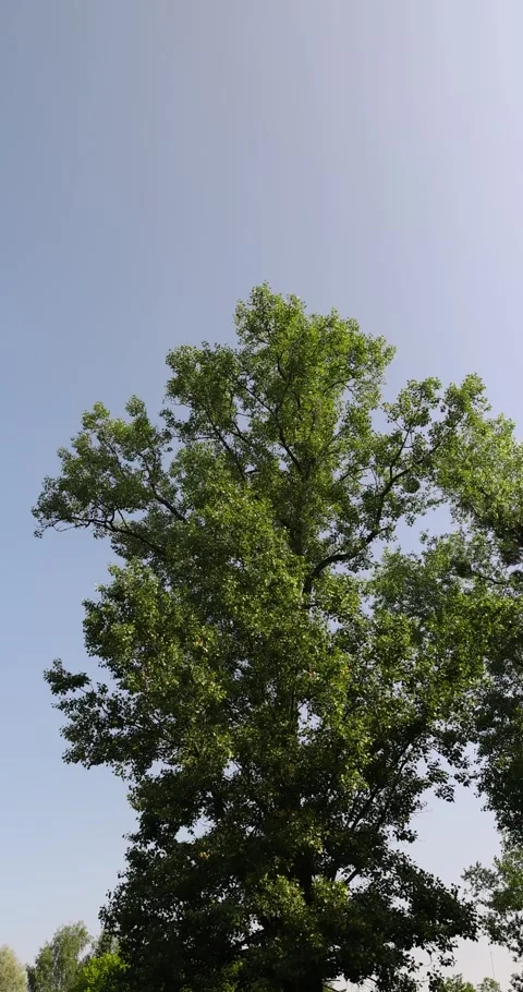 Old lime tree against the blue sky in summer against the blue sky, a lime tree 스톡 동영상 318578158