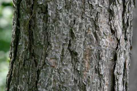 Old lime tree bark seamless background pattern brown tree filling the frame Stock Photos