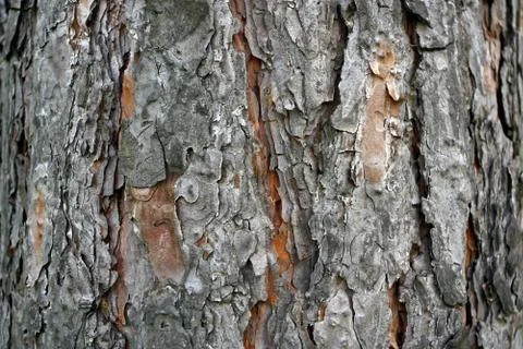 Old lime tree bark seamless background pattern brown tree filling the frame Fotos de archivo