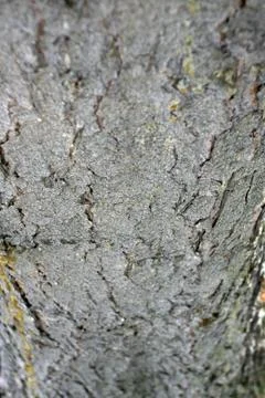 Old lime tree bark seamless background pattern brown tree filling the frame Fotos de archivo