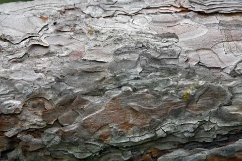 Old lime tree bark seamless background pattern brown tree filling the frame Fotos de archivo