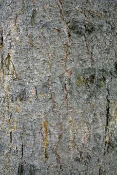 Old lime tree bark seamless background pattern brown tree filling the frame Fotos de archivo