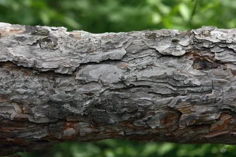 Old lime tree bark seamless background pattern brown tree filling the frame Stock-Fotos