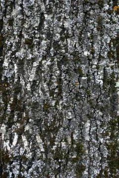 Old lime tree bark seamless background pattern brown tree filling the frame Stock Photos
