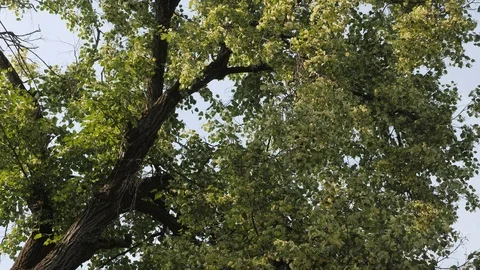 Old lime-tree blossom. old linden flower swaying in the wind Stock Footage 91264476