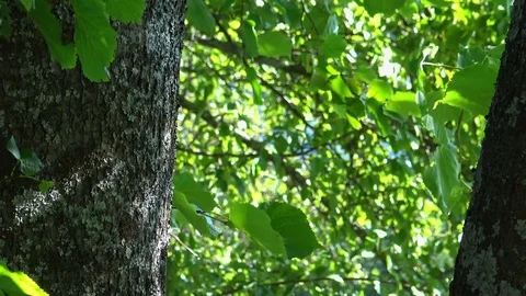 Old lime tree in light breeze Stockbeeldmateriaal 78161883