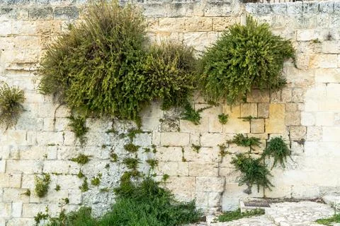 Old limestone block wall with green plants growing from the cracks in a historic Stock Photos
