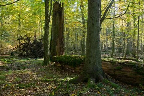 Old linden tree broken lying Stock Photos