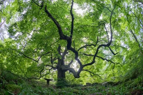 Old linden tree in the evening. Forest in summer. Mohni, small island in Esto Stock Photos