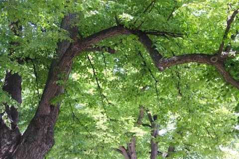 Old linden tree 库存照片