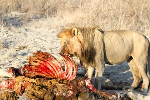 Old lion eats of dead giraffe, Big Five, lion of giraffe carcass, Etosha Stock Photos