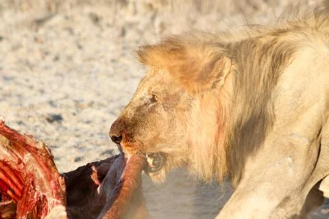 Old lion eats of dead giraffe, Big Five, lion of giraffe carcass, Etosha Stock Photos