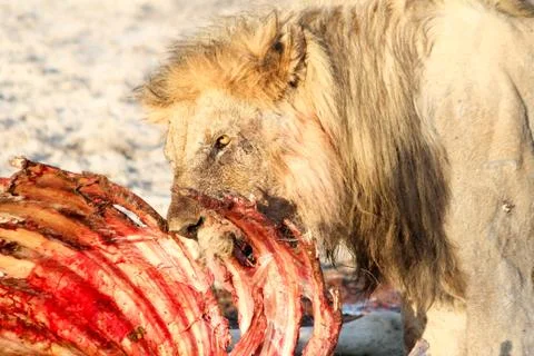 Old lion eats of dead giraffe, Big Five, lion of giraffe carcass, Etosha Stock Photos