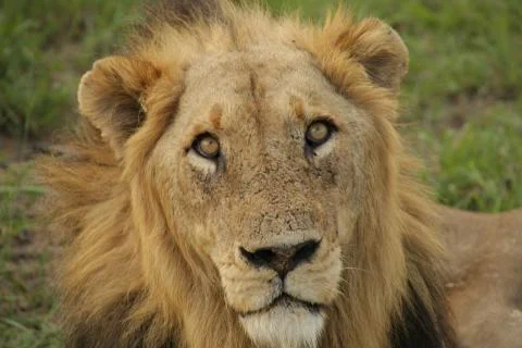 Old Lion face Stock Photos