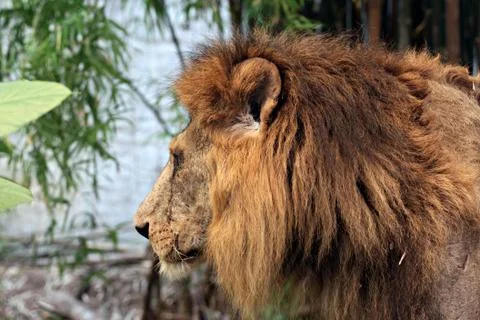 The old lion. Foto stock