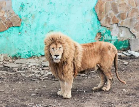Old lion at the wall. Фото