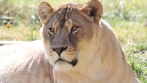 An old lioness resting in grass close-up Stock Footage 8841515