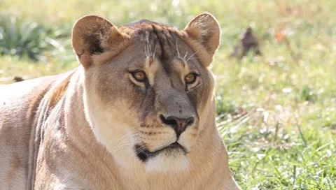 An old lioness resting in grass close-up Stock Footage 8841578