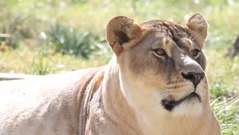 An old lioness resting in grass close-up Stock Footage 8841607