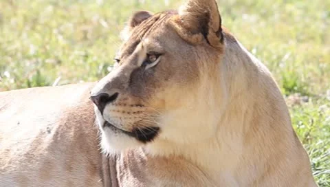 An old lioness resting in grass close-up Stock Footage 8841638