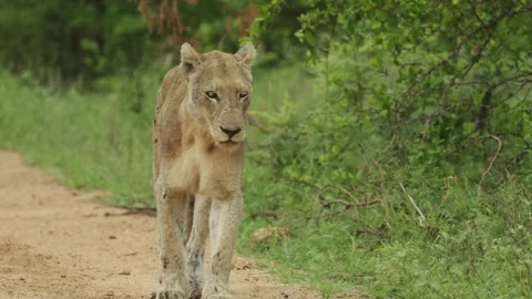 An old lioness walks down a dirt road in Kruger National Park on a rainy day Stock Footage 338002892