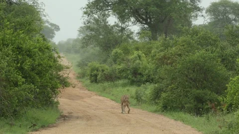 An old lioness walks down a dirt road in Kruger National Park on a rainy day Stock Footage 338002948