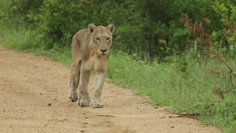 An old lioness walks down a dirt road in Kruger National Park on a rainy day Stock Footage 338003026