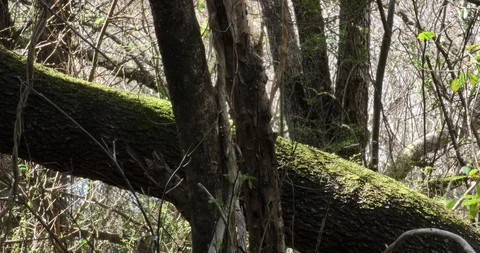 Old living tree medium closeup shot bark with moss sunlit Stock Footage 87845015