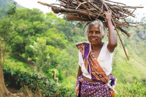 Old local woman carrying wood on her head along tea plantation of Ella, Sri L Stock Photos