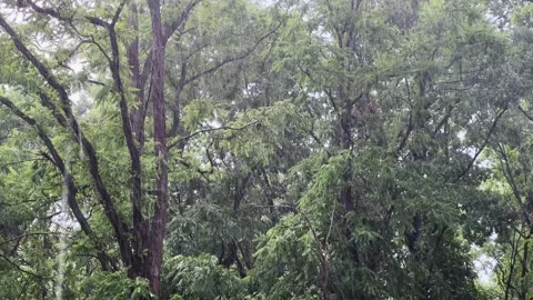 Old locust trees during rainfall in park close-up Stock Footage 339794046