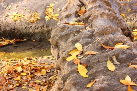 Old log-bridge Stock Photos