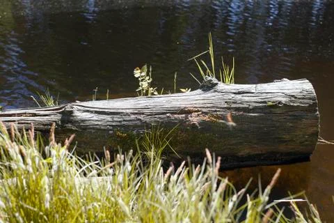 An old log covered with cracks and moss in the water of a forest pond Stock Photos