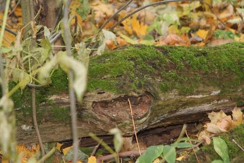 The old log is covered with moss Stock Photos