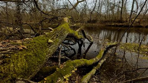 Old log fallen into the river Stock Photos