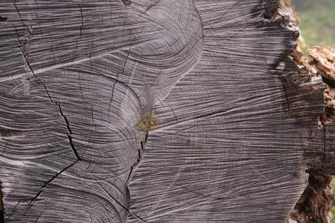 Old log laying down in the forest with distinct marks and textures on the base Stock Photos