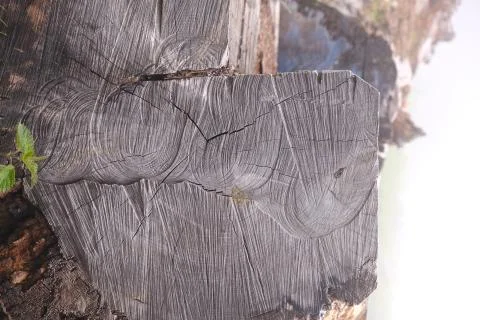 Old log laying down in the forest with distinct marks and textures on the base Stock Photos