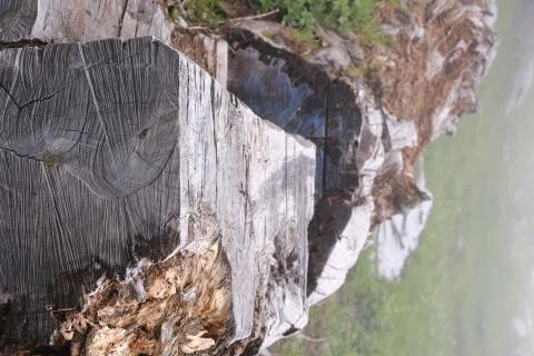 Old log laying down in the forest with distinct marks, textures and damage on Stock Photos