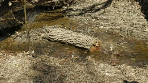 Old Log in a Light Stream Surrounded by Brown Leaves Stock-Footage 237556681