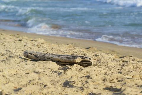 Old log lying on the sandy beach Foto stock