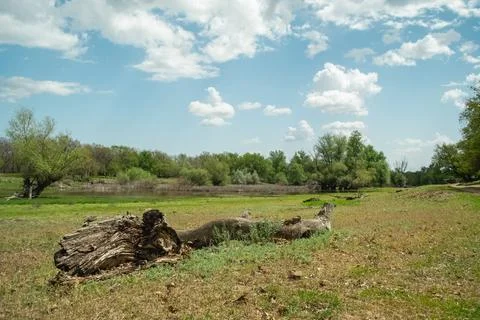 An old log lying in a sun-drenched grassy field against a backdrop of a blu.. Фото