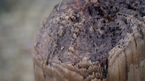 Old log over the lake Stock Footage 35802158